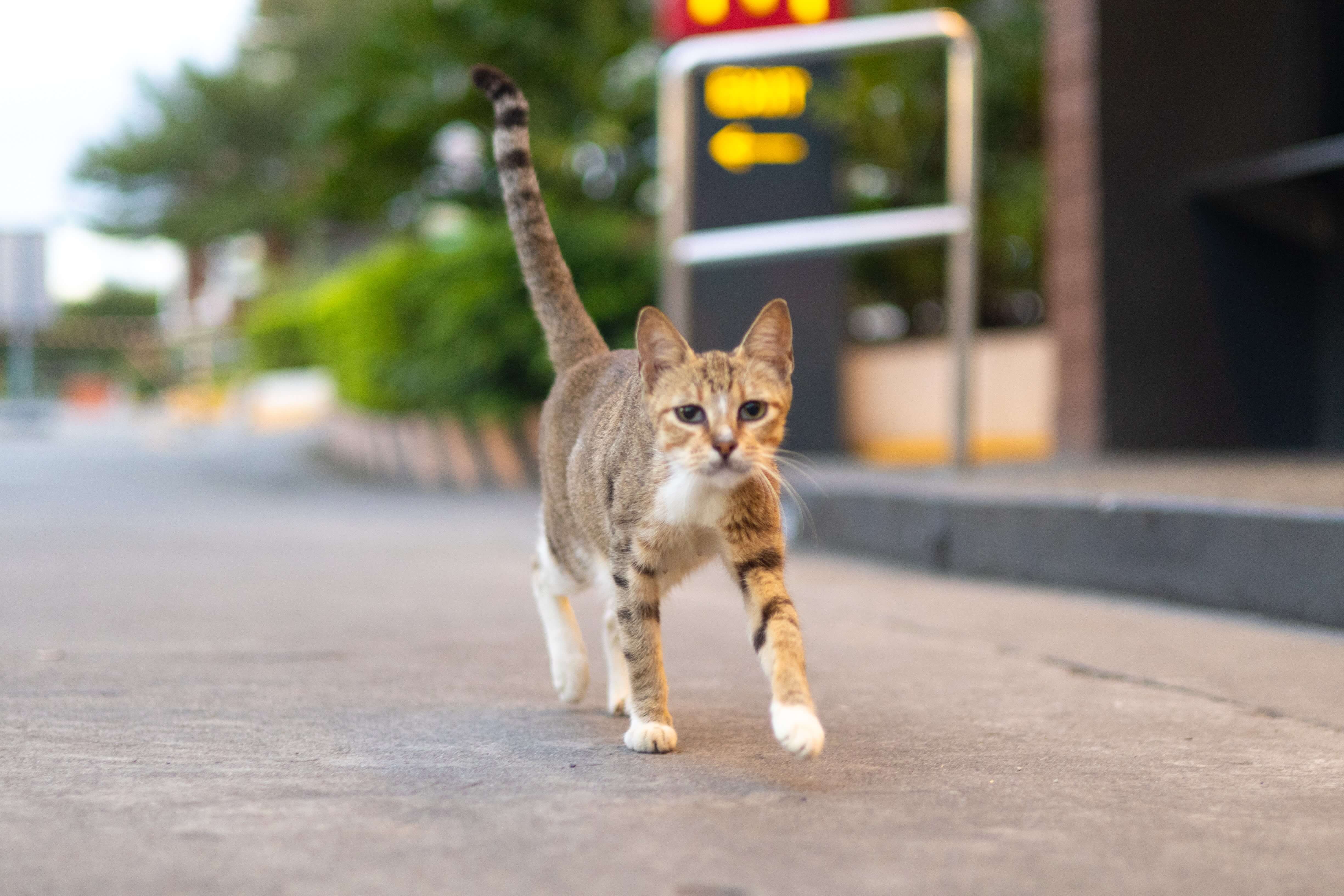 Cover image for Hiring Junior Developers in the AI Era and what 400+ Applications Taught Me